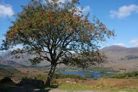 Image result for Rowan Trees in Scotland