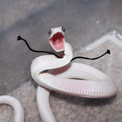 Image result for Ball Python Snake PFP