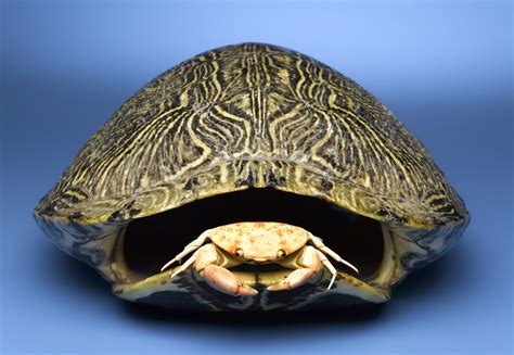 Afbeeldingsresultaten voor Turtle Shell Removed