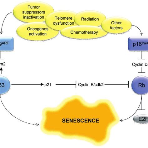 Image result for Senescence Pathways