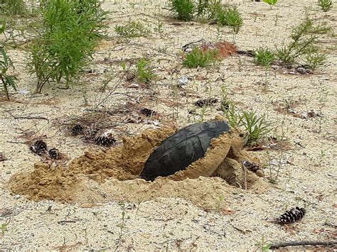Afbeeldingsresultaten voor snapping turtle eggs