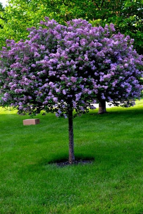 Image result for Ornamental Tree
