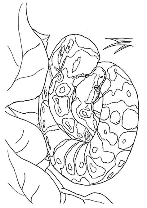 Carpet Python Coloring Page Realistic に対する画像結果