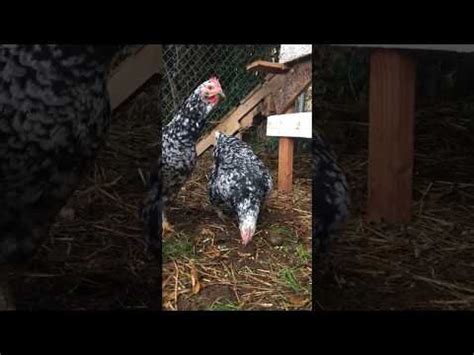 Image result for Java Chicken Breeders