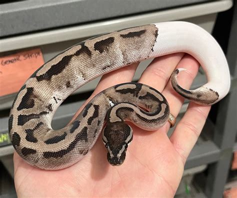 Image result for Pied Python