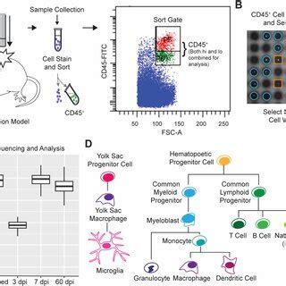 Image result for Single Cell Genome Sequencing Workflow