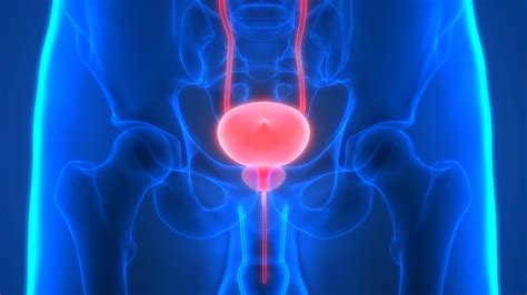 Image result for Bladder Cancer Awareness Presentation Frame