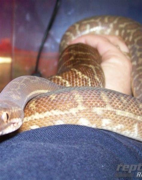 Stimson Python Snake Age Chart に対する画像結果