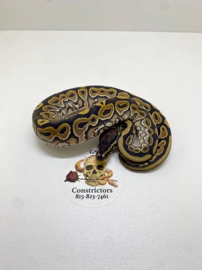 Image result for Het Ghost Ball Python