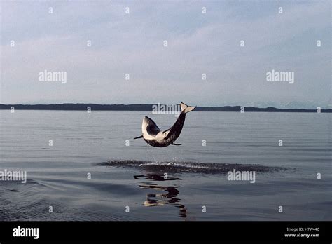 Orca (Orcinus orca) breaching, Alaska Stock Photo - Alamy