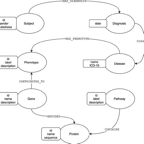 Genotype-Phenotype Pathway Diagram に対する画像結果