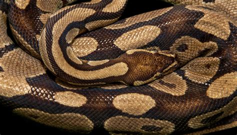 Image result for Big Body Python