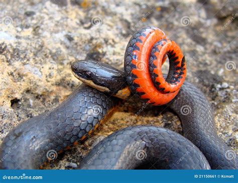 Image result for Ringneck Python