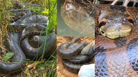 Anacondas 2022 に対する画像結果