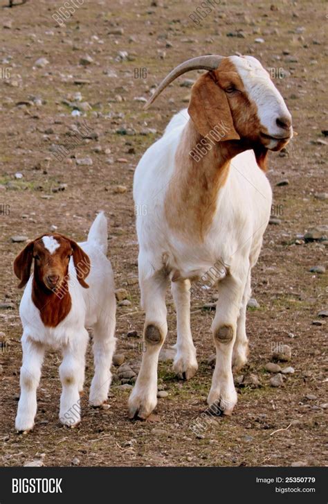 Image result for Goat Simulator 3