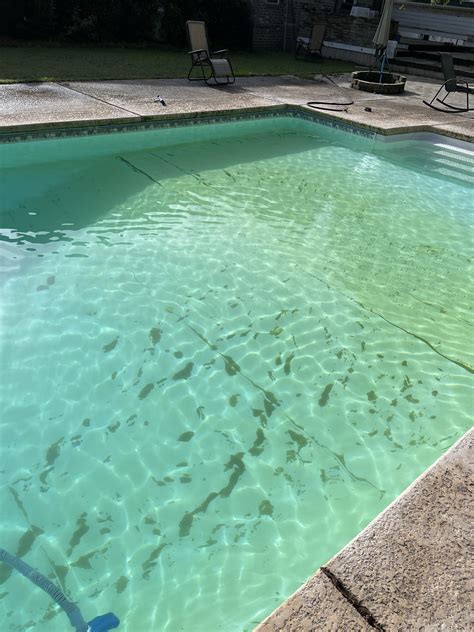 Image result for Yellow Algae in Pool