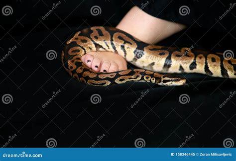 Image result for Python Snake with Legs