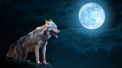 Image result for Wolves Howling Audio