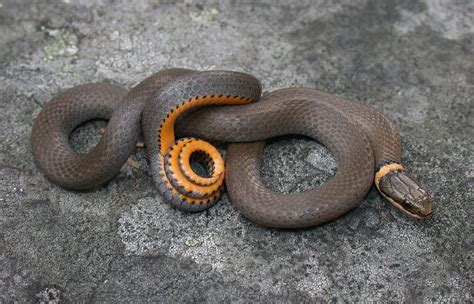 Image result for Ringneck Python