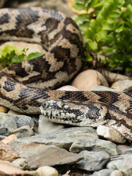 Image result for Great Western Python