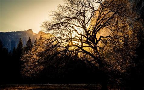 Image result for Simple Leafless Tree