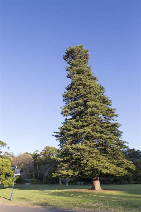 Image result for Cone-Shaped Tree Names