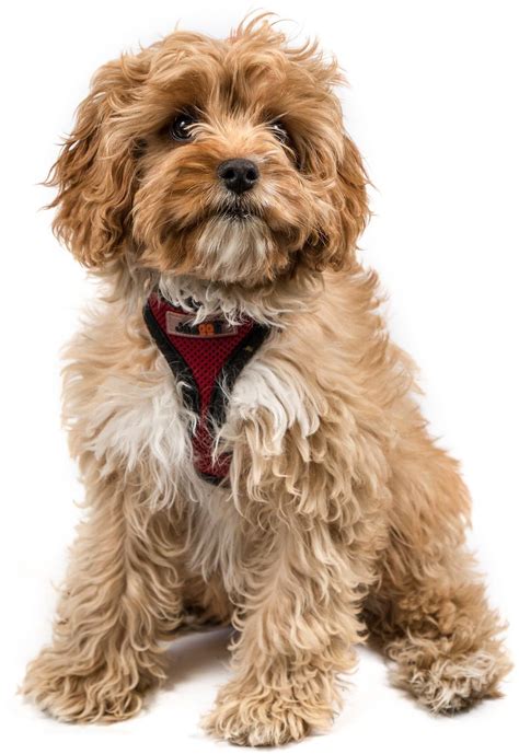 Cavapoo Puppies Breeders に対する画像結果