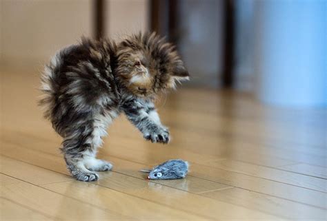 Image result for Cat Playing with Mouse