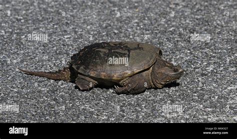 Florida Common Snapping Turtle-साठीचा प्रतिमा निकाल