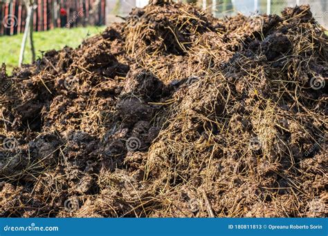 Afbeeldingsresultaten voor Cow and Manure Pile