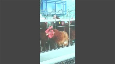 Image result for Java Chicken Hatching Eggs