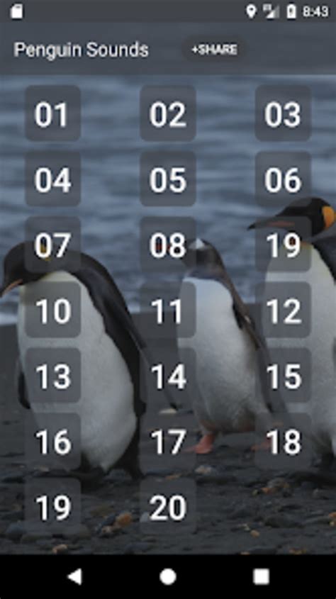 Image result for Penguin Sound