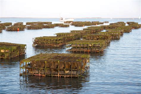 Toradh íomhá ar Oyster Farming Process