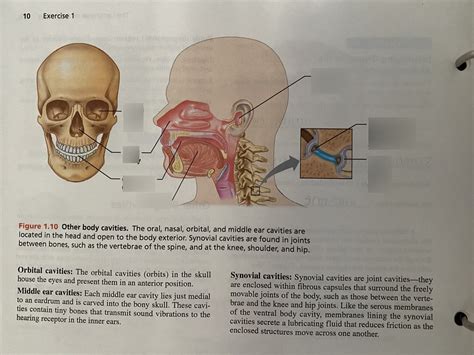 Toradh íomhá ar Python Skull Diagram