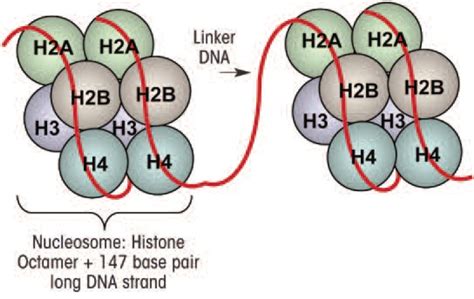 Image result for Histone Octamer