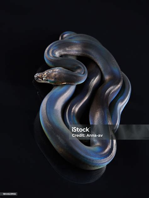 Black Rainbow Snake Python に対する画像結果