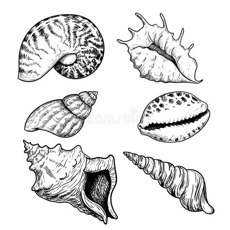 Image result for Types of Shells Vector