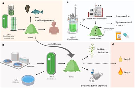 Toradh íomhá ar Renewable Energy Using Algae