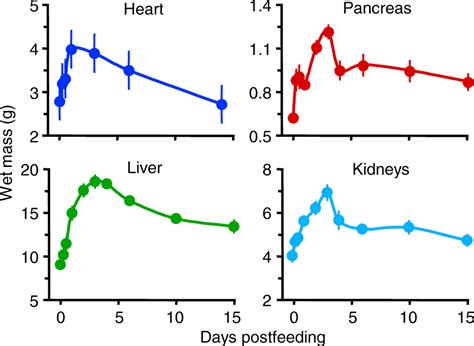 Image result for Python Digestive System