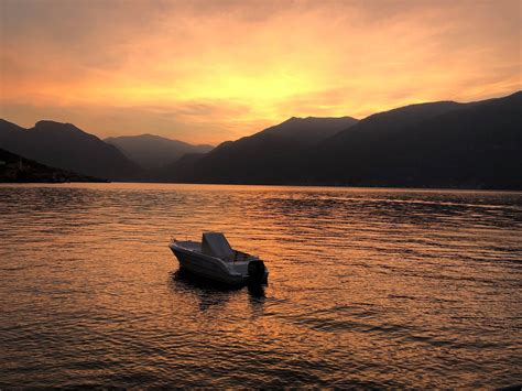 Image result for Shark Different Reproduction