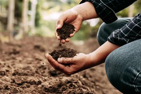 Image result for Humus Rich Compost