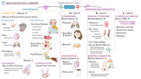 Image result for Strep Gram-positive