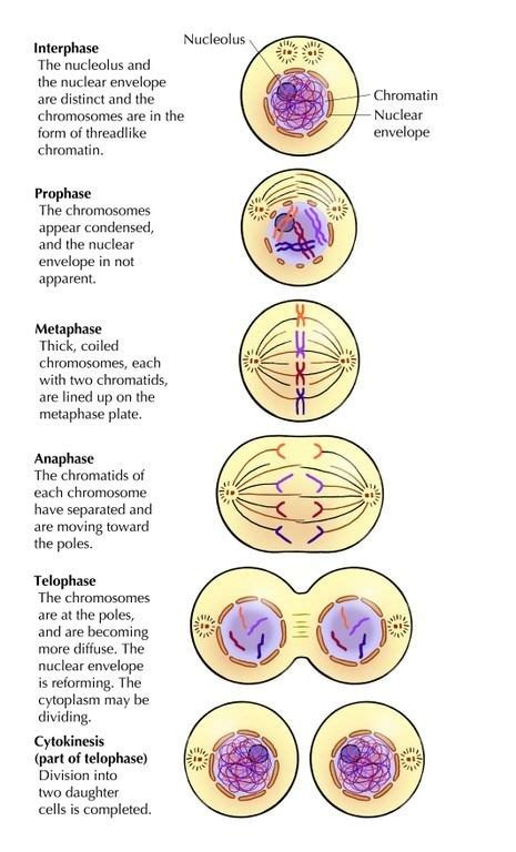 Afbeeldingsresultaten voor Cell Processes