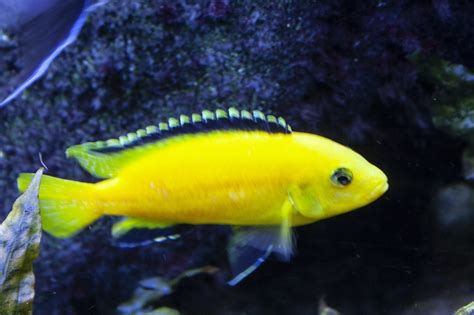 Image result for Fish Animal