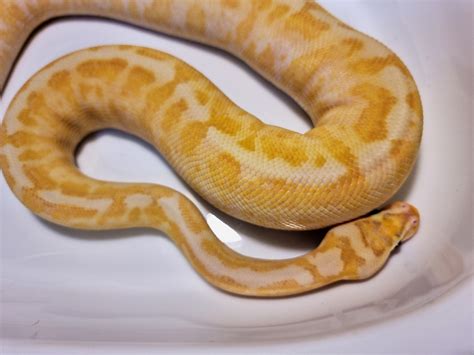 Image result for Spider Freeway Ball Python