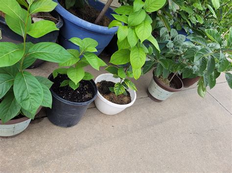 Image result for Persimmon Tree Grow in Pot