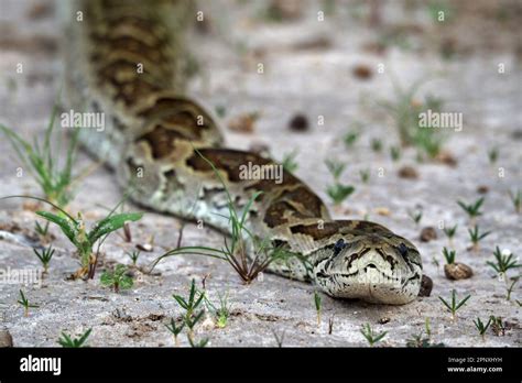 Image result for Rock Python Tracks