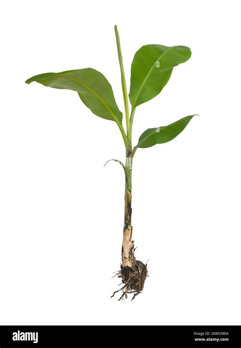 Image result for Banana Tree Root System