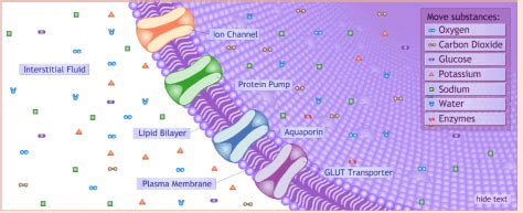 Image result for Virtual Lab Cell Structure