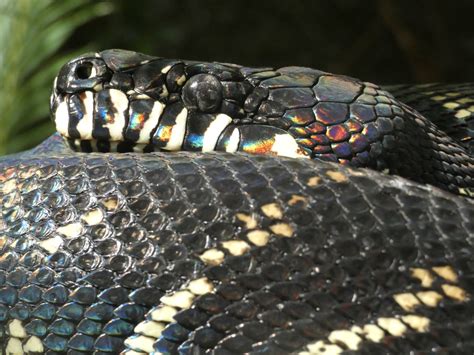 Image result for Booleans Python Animal